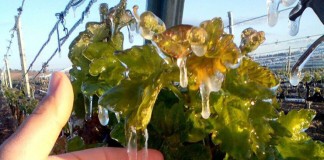 4.800 hectáreas de viñedo de Castilla-La Mancha siniestradas por la helada