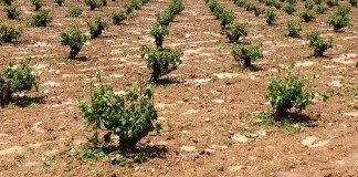 Castilla-La Mancha ampliará plazo para la comunicación de arranques de viñedo