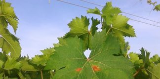 Vídeo. Control biológico de araña roja en viñedo ecológico, por Koppert araña roja