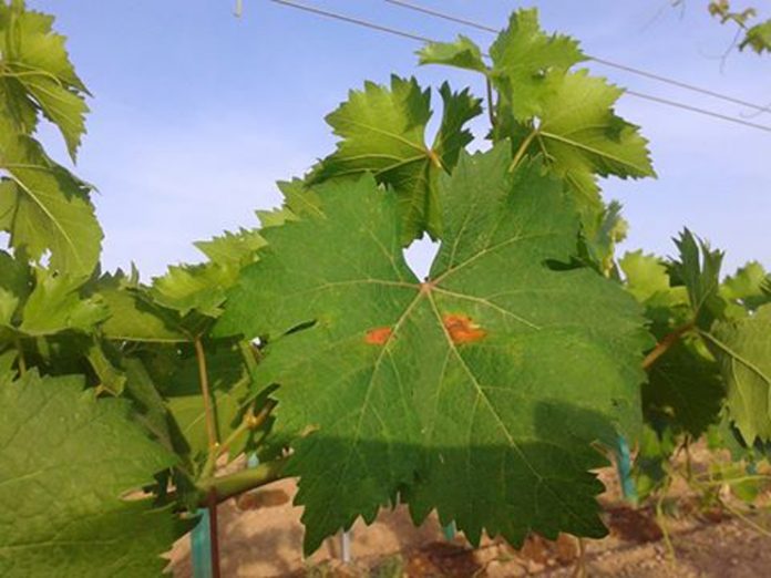 araña roja