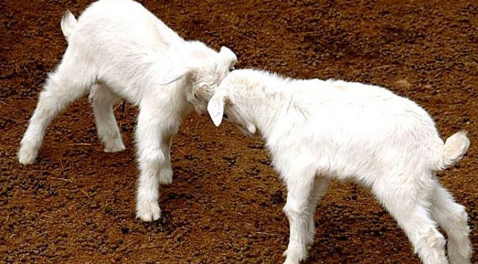 El Cabrito Blanco Celtibérico, en expansión en Castilla-La Mancha