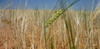 15 junio finaliza plazo para asegurar cereales invierno frente a pedrisco