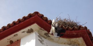 Ecologistas en Acción lamenta agonía sufrida por un pollo de cigüeña