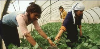 Subvenciones para impulsar papel de las mujeres en el desarrollo rural