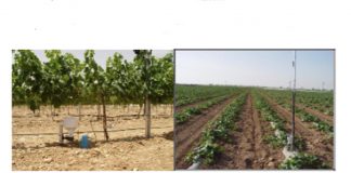 WWF informa sobre herramientas informáticas aplicadas a riego hortícolas y viñedos