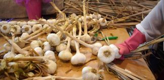 «Incomprensible nerviosismo» en inicio campaña del ajo, según productores y comercializadores