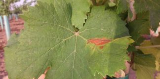 Aparece araña roja en viñedos de La Mancha y Campo de Calatrava