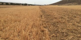 Hasta 18 septiembre 2020. Ayudas financiación a explotaciones agrarias por sequía y otros daños sequía