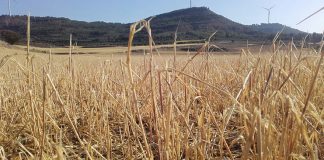 Pagados 30 millones en indemnizaciones por siniestros en cereales invierno y leguminosas