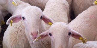 IGP Cordero Manchego suprime el periodo mínimo en la lactancia natural