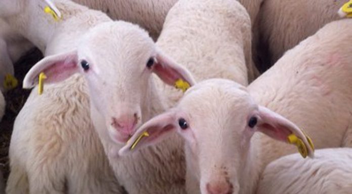 FERCAM 2017 acogerá una subasta de ganado de raza manchega