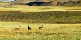 Vídeo. Los corzos, la nueva plaga de los campos de cultivo de Cuenca corzos