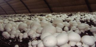 Importante inversión de cooperativa conquense para ampliar el cultivo de champiñón champiñón