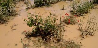 Miles de hectáreas afectadas por el pedrisco en Cuenca