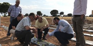 Investigan el cultivo del guayule para la fabricación de neumáticos