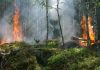 Opinión. Llamamiento político, social y medioambiental frente al drama de los incendios forestales. UPA incendios