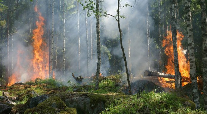 Opinión. Llamamiento político, social y medioambiental frente al drama de los incendios forestales. UPA incendios