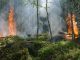 Opinión. Llamamiento político, social y medioambiental frente al drama de los incendios forestales. UPA incendios