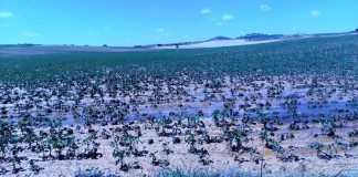 La Alcarria conquense arrasada por la cuarta tormenta de granizo
