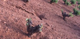 ASAJA CLM lamenta falta de voluntad para acabar con plaga conejos