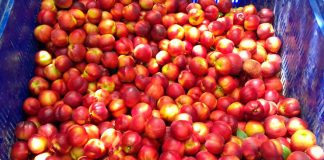 UPA exige fin abusos hacia agricultores y consumidores con fruta verano