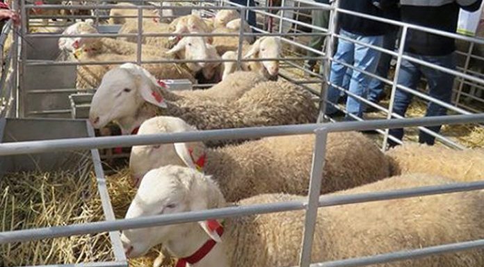 Subasta sementales, concursos y catas, intensa actividad de AGRAMA en FERCAM