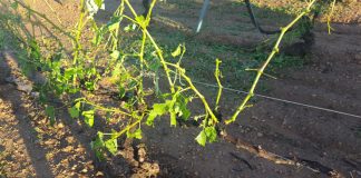 40.000 hectáreas dañadas en La Manchuela por las tormentas