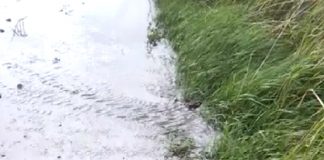 29,1 millones para indemnizar daños en cereales de invierno y leguminosas