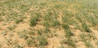 20 de septiembre. Ayudas para explotaciones afectadas por la sequía sequía