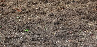 Aseguran que prohibir fitosanitarios en superficies de interés ecológico es negativo