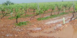 UPA CLM destaca que han conseguido adelanto pagos en parcelas dañadas