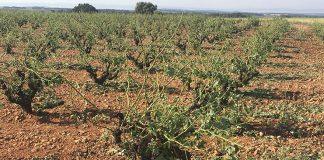 Las fuertes tormentas arrasan miles de hectáreas de viña en Albacete