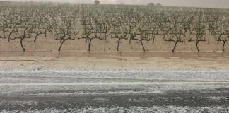 ASAJA CLM pide adelanto pago viñedo con más 80% daños por pedrisco