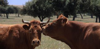 UPA pide indemnizaciones justas para los ganaderos obligados a sacrificar animales