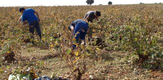 Cáritas Ciudad Real pone en marcha la campaña ‘Temporeros 2017’