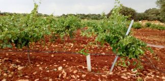 Vídeo. El pedrisco daña las viñas de La Mancha