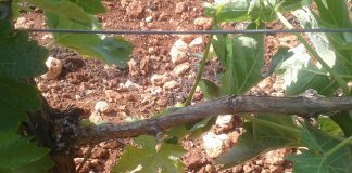 Detectan problemas de brotación en viñedos del Campo de Montiel