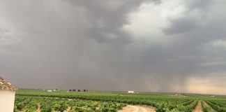 Lluvias de últimos días generan optimismo en el campo de Guadalajara