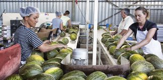 Interprofesional Melón y Sandía insta al sector a cuidar ambos productos