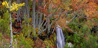 Hayedo de la Tejera Negra (Guadalajara), en Lista de Patrimonio Mundial