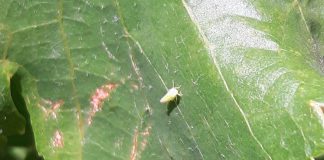 ASAJA Toledo alerta de la detección de mosquito verde en Méntrida