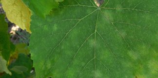 Oídio encuentra en viñas de La Mancha condiciones idóneas para desarrollarse