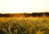 Gran subida del precio del cereal que no se veía desde la guerra de Rusia y Ucrania trigo