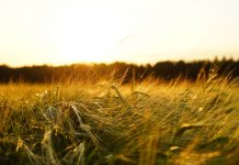 Gran subida del precio del cereal que no se veía desde la guerra de Rusia y Ucrania trigo