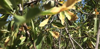 Reclaman al Ministerio apoyo a CC.AA para erradicar la Xylella fastidiosa