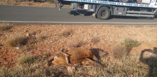 Fauna salvaje provoca accidentes de circulación en Campo de Montiel