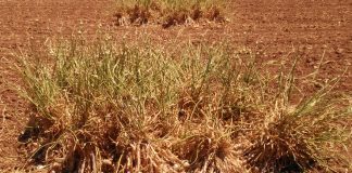 Detenidos dos jóvenes por robar 400 kilos ajos morados en Albacete