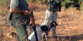 RFEC y Artemisan desmienten aprobación de moratoria para caza de tórtola