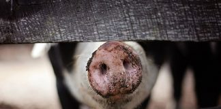 Unión de Uniones hace un balance positivo del sector porcino