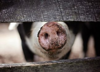 Unión de Uniones hace un balance positivo del sector porcino